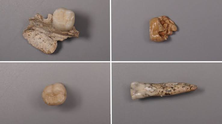 What proteins in prehistoric teeth reveal about Stone Age sex between early human species