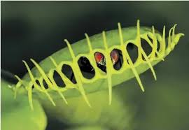 Scientists prise open secret of how flytrap enjoys a quick bite