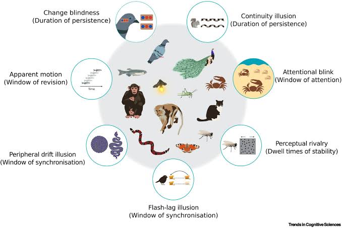 'Timescapes' may help explain how animal species perceive events so differently in time