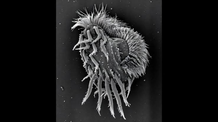 Single cell transforms into cannibalistic 'supergiant,' swallowing its clones whole