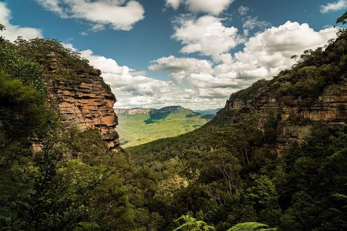 A park ranger lowered himself into an Australian canyon expecting to document an ordinary patch of rainforest and found a stand of trees that had been missing from the living world for millions of years