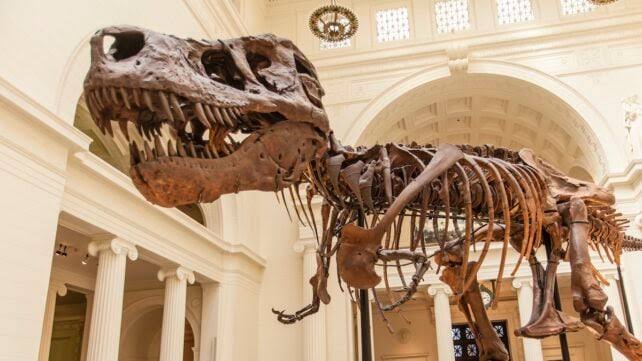 Scientists May Finally Know Why T. Rex Had Such Tiny Arms