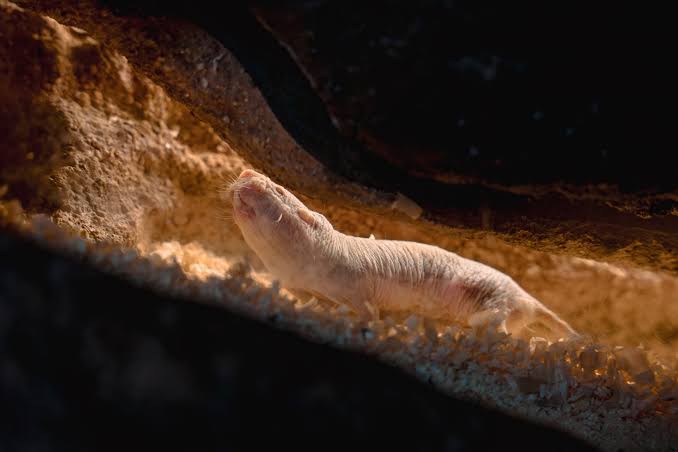Naked Mole-Rat Queens Release a Chemical to Stop Other Females From Reproducing