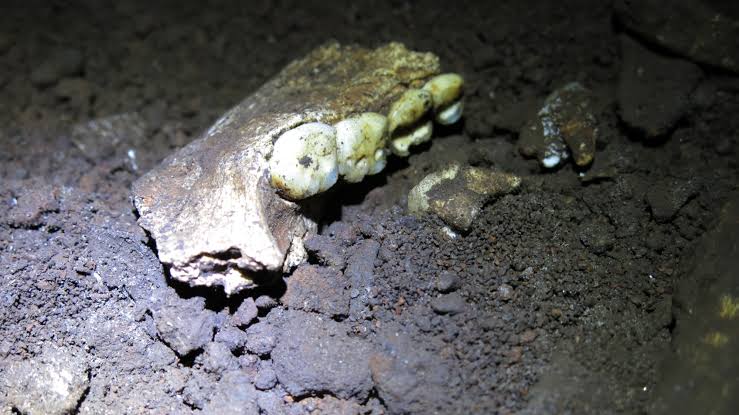 Burial site of all-female extinct human relatives baffles scientists