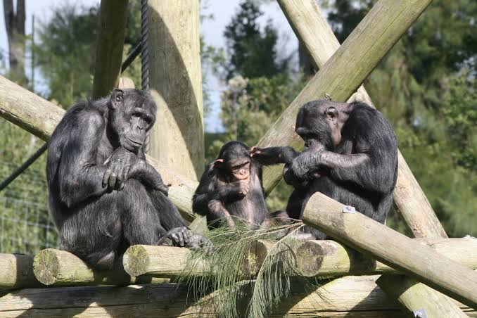 Chimpanzees react negatively to unfairness, especially when close partners are nearby
