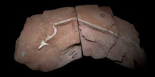 80‑million‑year‑old snake fossil sheds light on why lizards lost their limbs and started slithering