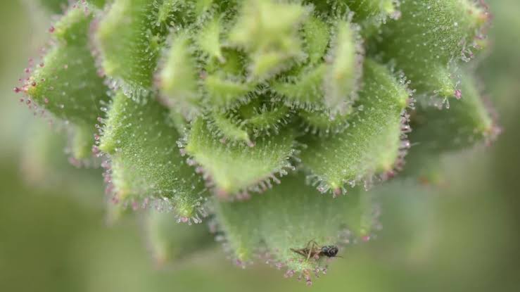 Scientists identify an insect-eating plant, proving Charles Darwin right after 150 years
