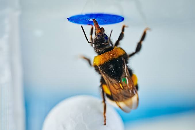 Bumble bees show spontaneous problem-solving, challenging big-brain assumptions