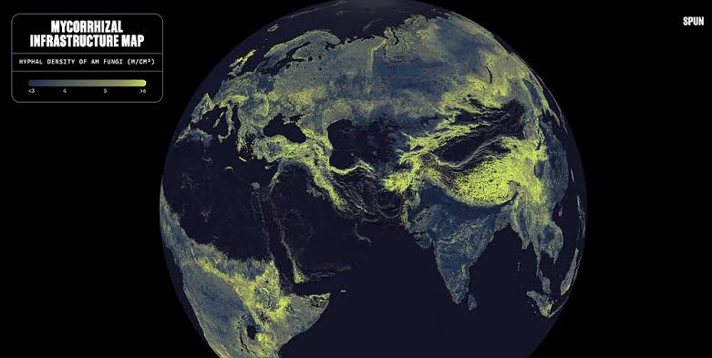 SPUN Maps Earth's Hidden Fungal Network: 110 Quadrillion Kilometres of Living Threads