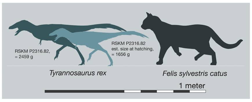 T. rex babies were born ready to run and feed themselves