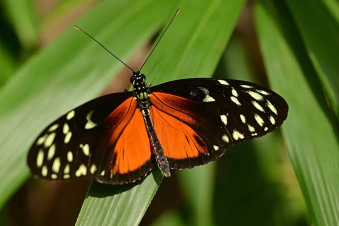 This tropical creature lives almost 3 times longer than expected and appears to barely age. Here’s why scientists are so excited