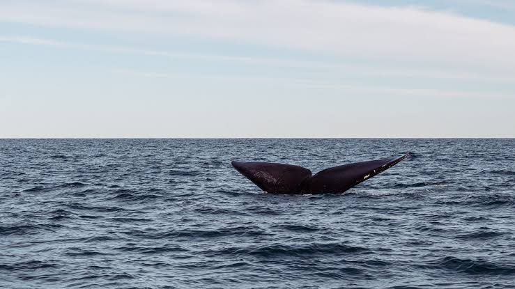 A University of Washington researcher published a finding in 2025 that stops you cold: blue whales sing at frequencies so deep that killer whales, their only natural predator, cannot hear them at all — their calls are invisible to orca ears beyond one kilometre