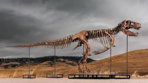 Tyrannosaurus Rex most expensive dinosaur ever sold