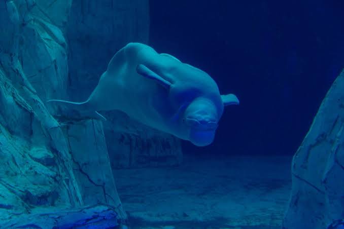 Every winter, a single beluga whale in the Arctic will dive to 700 metres and stay under for 25 minutes on a lungful of air compressed to 1/70th its surface volume, sustained by muscles so oxygen-rich they run nearly black when cut