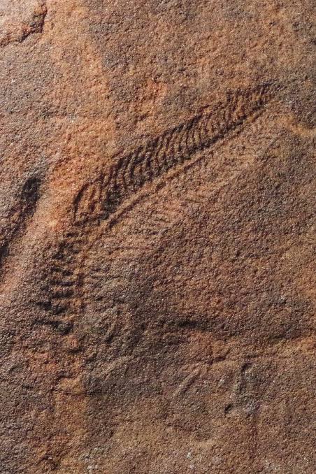 These Fossils May Be the Earliest Evidence of Handedness in Animals