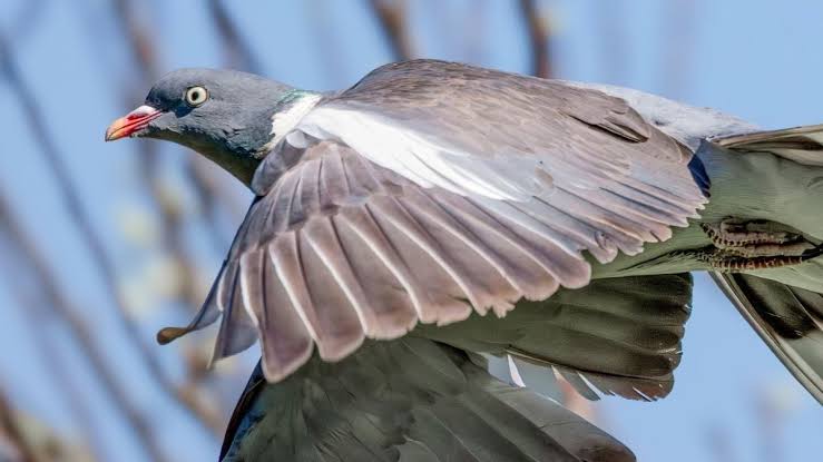 A Mysterious Quantum Compass May Be Hiding Inside Pigeons' Livers