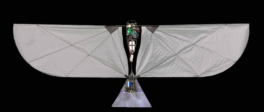 This 250-Gram Robot Can Swim Underwater Then Fly into the Sky Using Its Flapping Wings Like a Diving Bird
