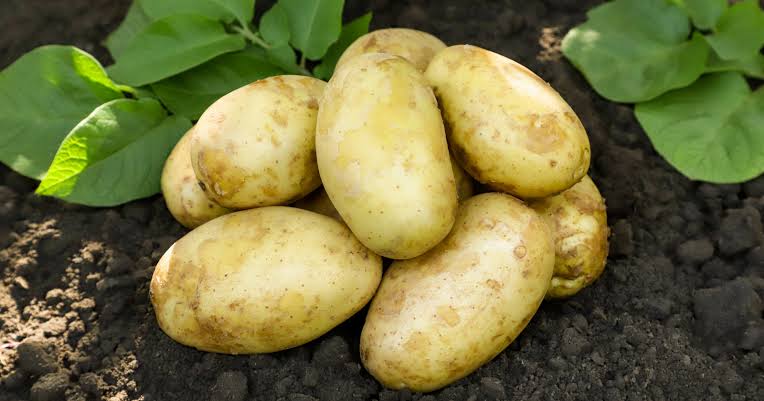 The modern potato traces back to an ancient chance encounter between a wild tomato and a small tuberless plant approximately nine million years ago in South America, in a hybrid event that produced the first underground storage organ neither parent could