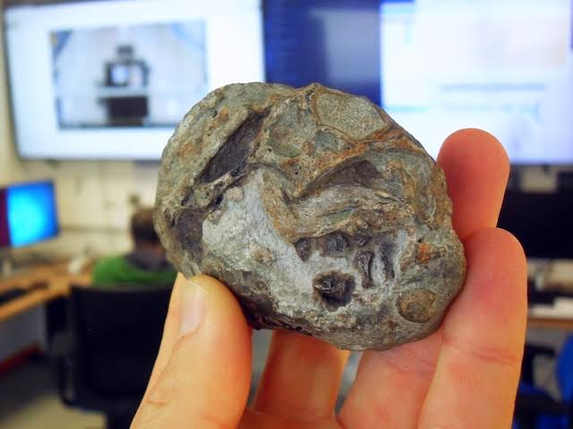 Mammal ancestors laid eggs—and this 250-million-year-old fossil proves it