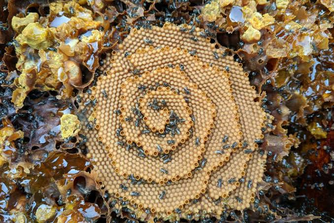 How will Australian native bees cope with climate change? Their nests hold a clue