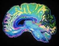 Scientists discover molecular mechanism behind anesthesia-induced unconsciousness