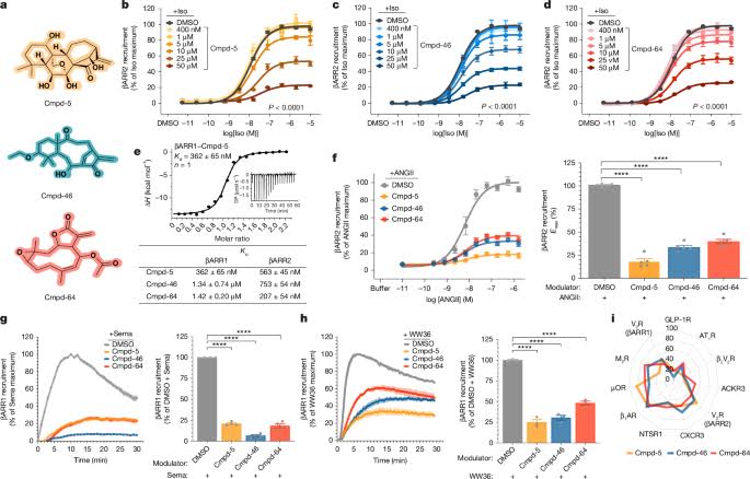 Small-molecule modulation of β-arrestins