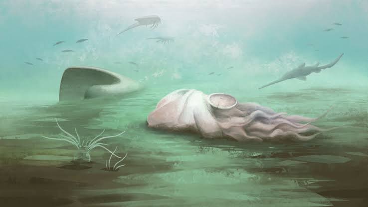 The ‘oldest fossil octopus’ is probably another animal