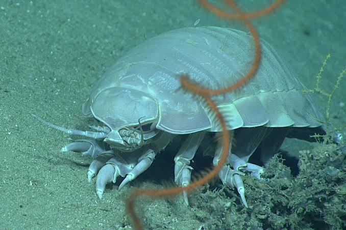 This Giant Deep-sea Creature Survives Five Years Without Food, Thanks to a Borrowed Bacterial Gene
