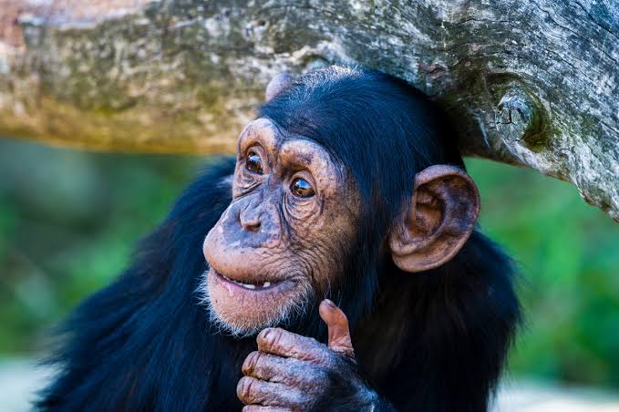 What an ape’s laugh can teach us about human language