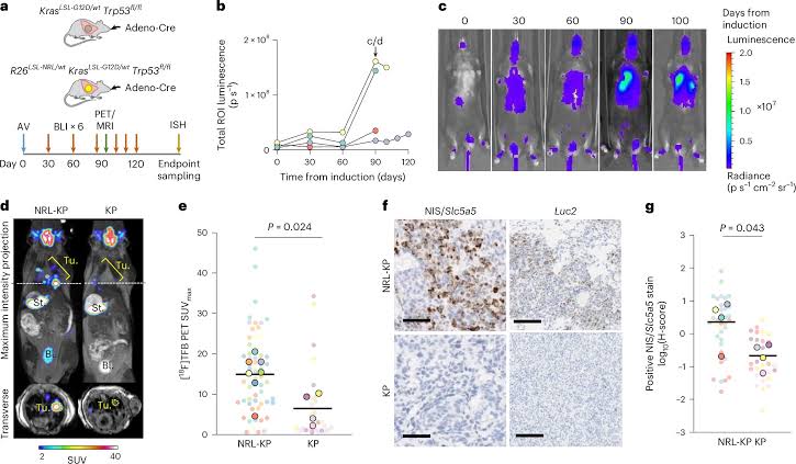 New imaging method tracks cancer from whole body to individual cells