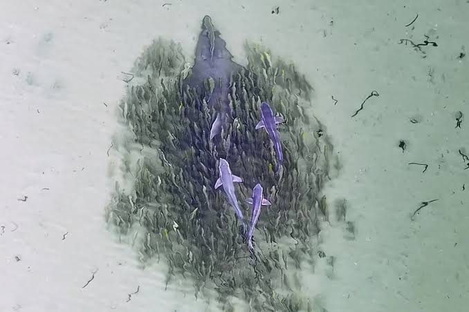 "I didn’t know what I was looking at": drone films one of the strangest and rarest animals on the planet