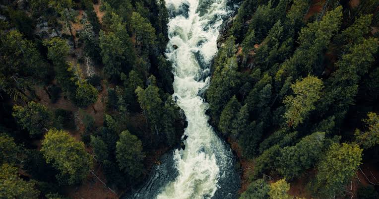 The largest known organism on Earth isn't a whale or a tree — it's a single fungus growing underground in Oregon's Malheur National Forest, covering nearly four square miles, mostly invisible, estimated to be between two and eight thousand years old and slo