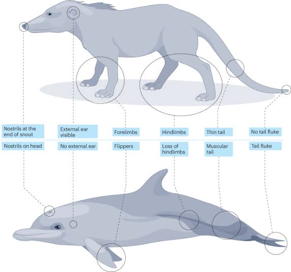 The evolution and diversification of Cetacea