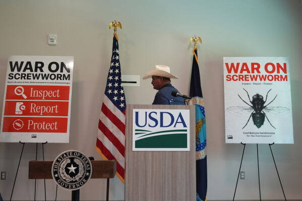 A flesh-eating cattle parasite spreads beyond Texas as new screwworm cases are found
