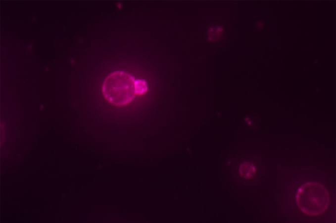 Scientists say they have built a basic component of life from scratch