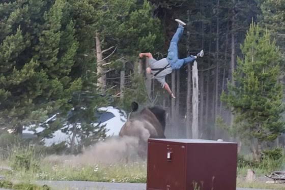 Grandfather hospitalized after bison charge sends him flying 8 feet at Yellowstone