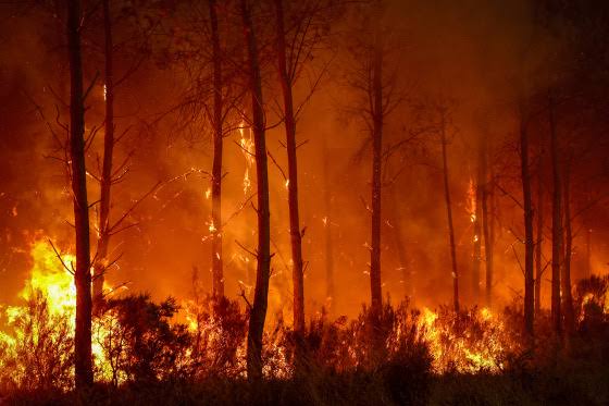 In France’s beloved vineyards, raging wildfires threaten a way of life
