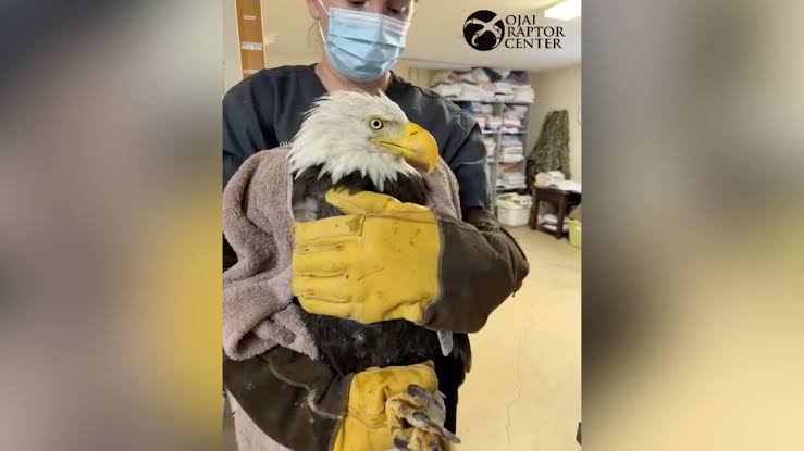 Jackie the bald eagle’s care team shares disheartening update: ‘We wish we had better news’
