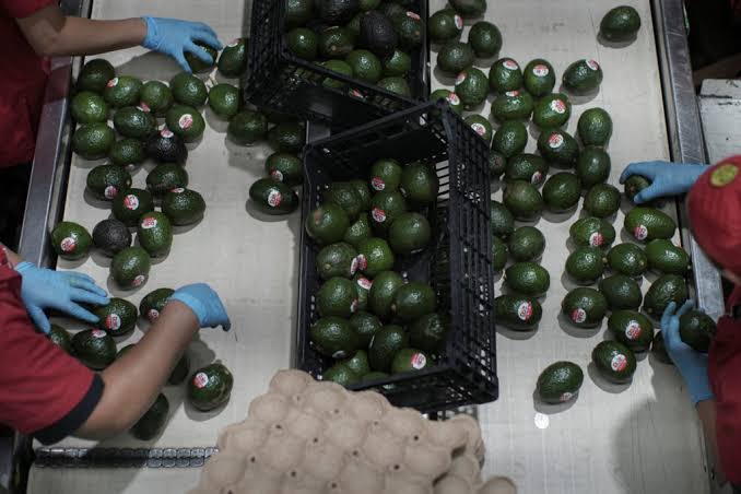 Why Mexican avocado exports to the U.S. have once again been stopped