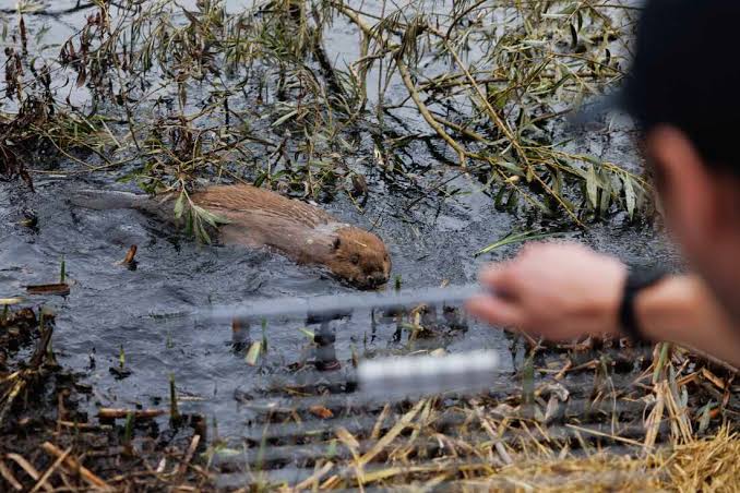 As floods get worse, Britain tries a new solution: beavers