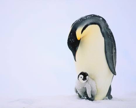 Mass drowning of chicks puts emperor penguins at risk of extinction