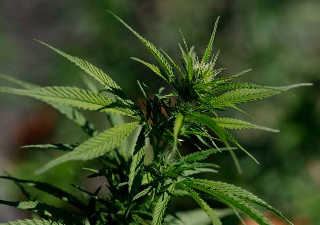 Trump administration eases rules on some marijuana categories. Here's what to know