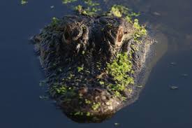 Alligators injure three, one fatally, in string of attacks in Florida
