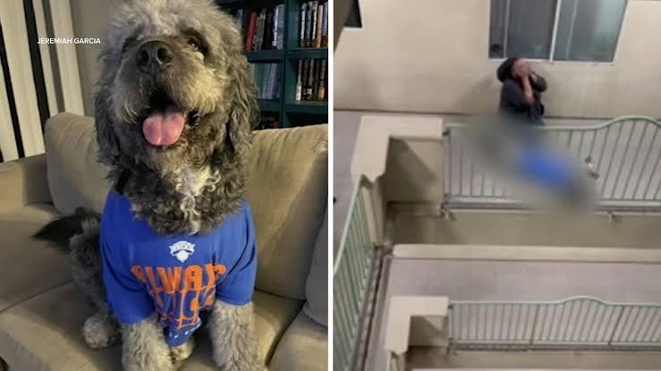 Activists demand LAPD release bodycam video after dog shot and killed by officers during Knicks celebration in Canoga Park