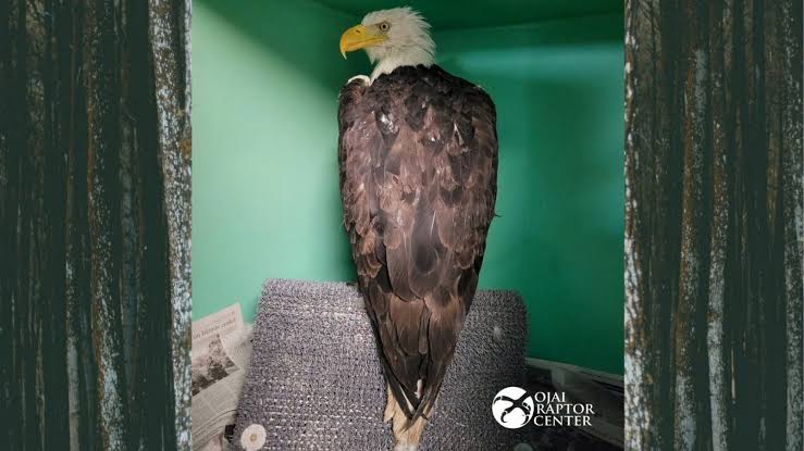 Bald eagle believed to be Jackie healing in Ojai