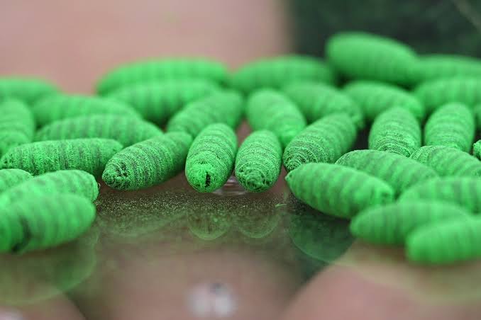 How to spot the flesh-eating parasite that could be lurking on your pet