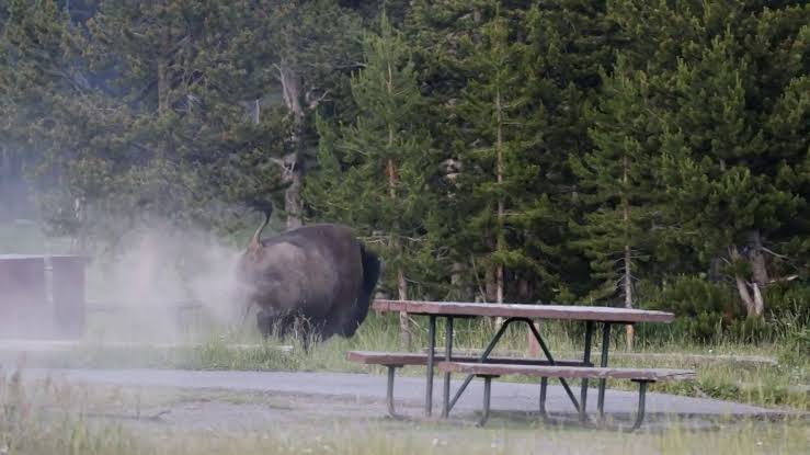 Grandfather recovering from surgery after bison attack at Yellowstone sent him flying