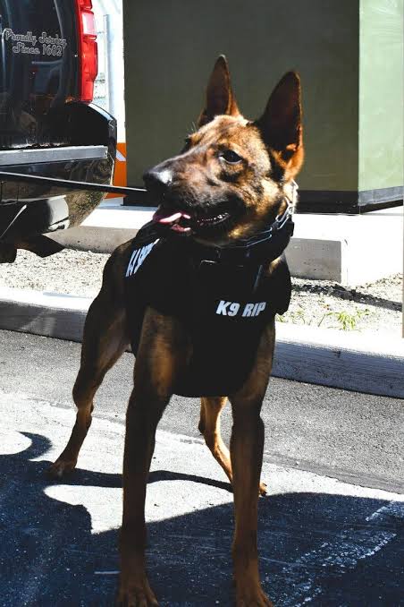 Officer Charged in Deaths of Police Dogs After Leaving Them in S.U.V. for Hours