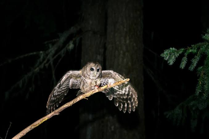 Trump rule says habitat destruction does not harm endangered species