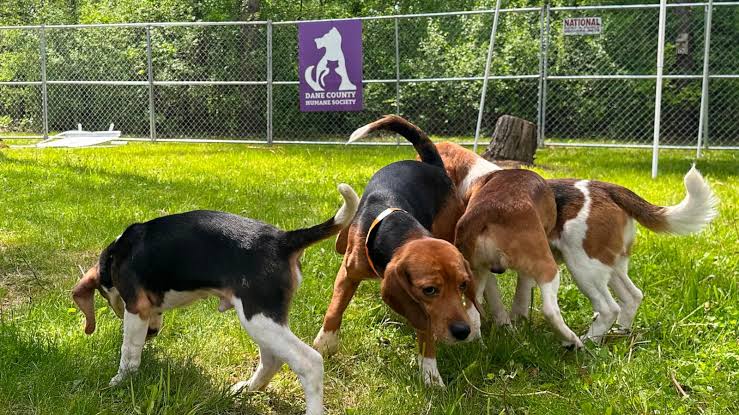 Wisconsin beagle farm closing and hundreds of its dogs will be sent to a Florida rescue group